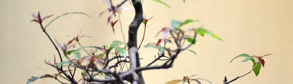 今日もオンラインカジノでお手軽プレイ